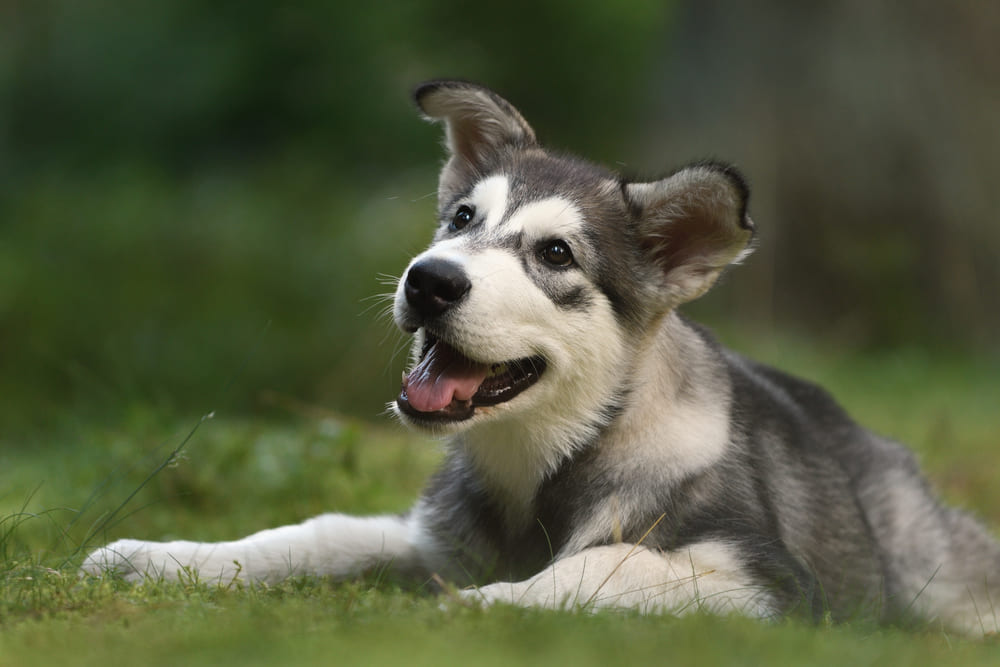 Аляскинский маламут в возрасте четырех месяцев