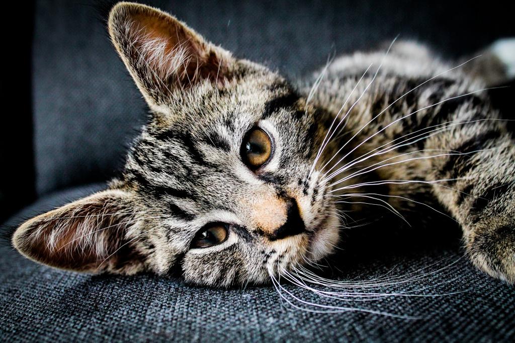 Третье веко у кошек: выпадение и воспаление, патологические и неопасные  причины, лечение и профилактика