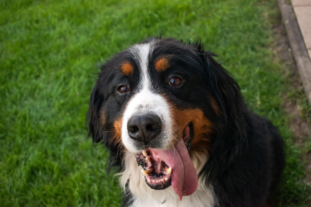 Бернский зенненхунд смотрит в камеру