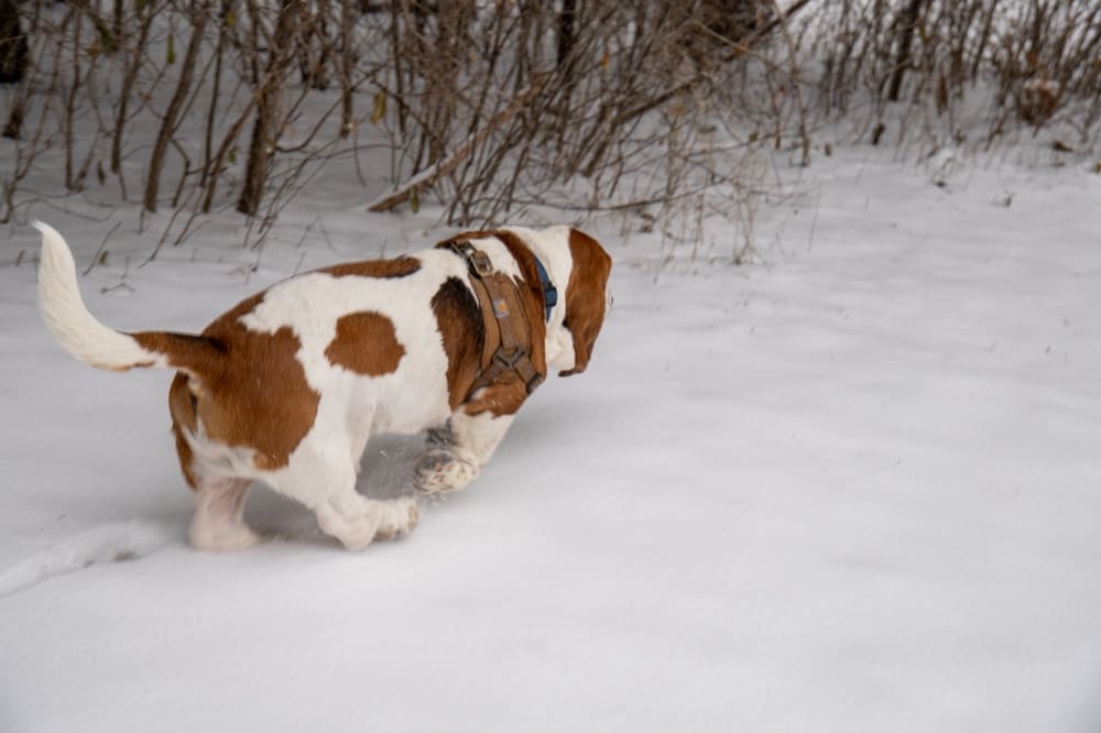 Бассет-хаунд с темной спиной