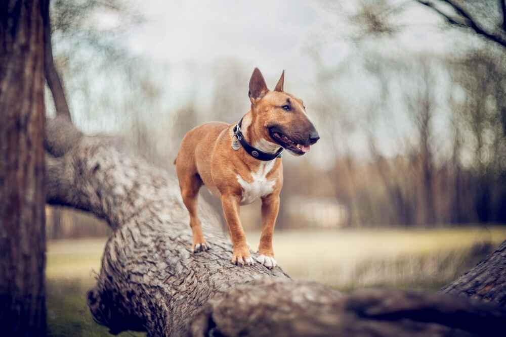 Мини-бультерьер на дереве