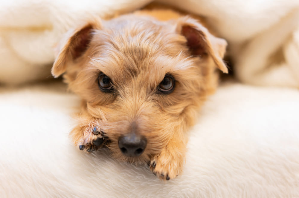 Норфолк-терьер в кровати