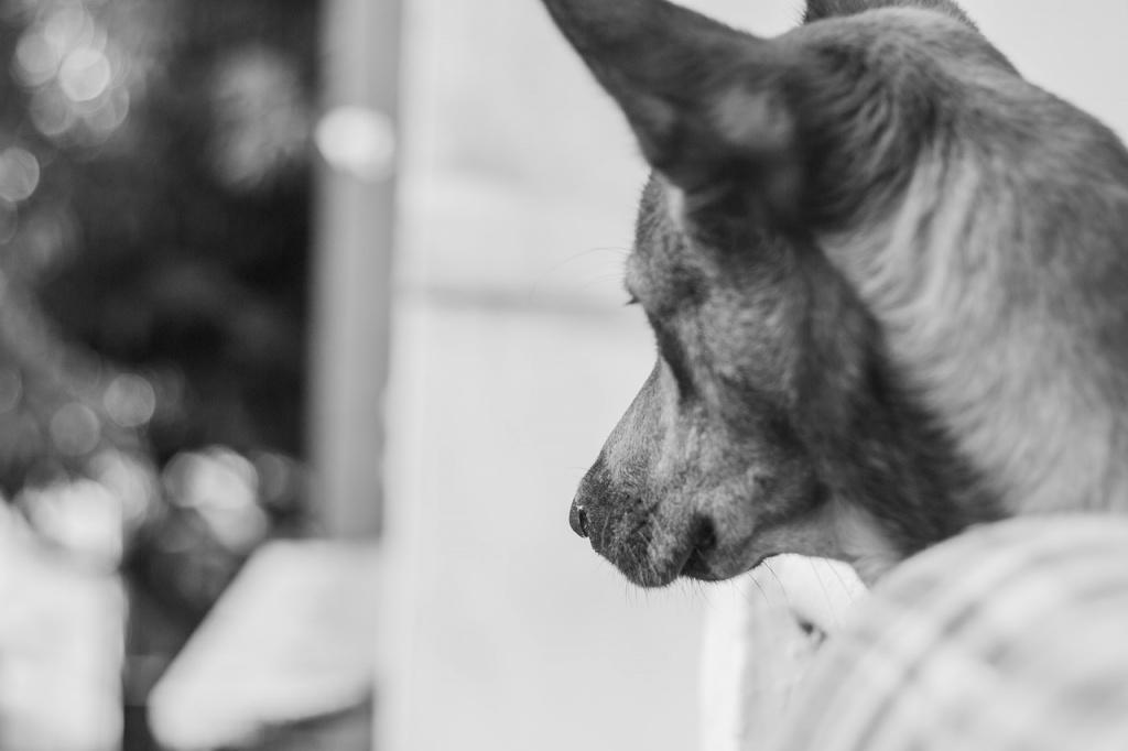 Синдром Воблера у собаки: описание болезни, симптомы и лечение