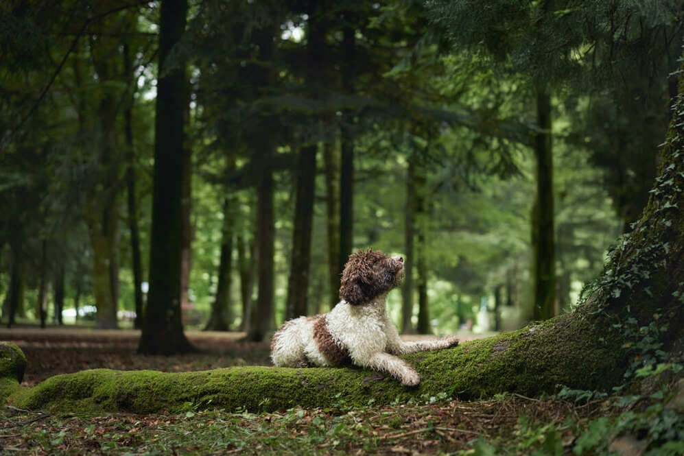 Изображениe — Лаготто романьоло в лесу Лаготто романьоло в лесу