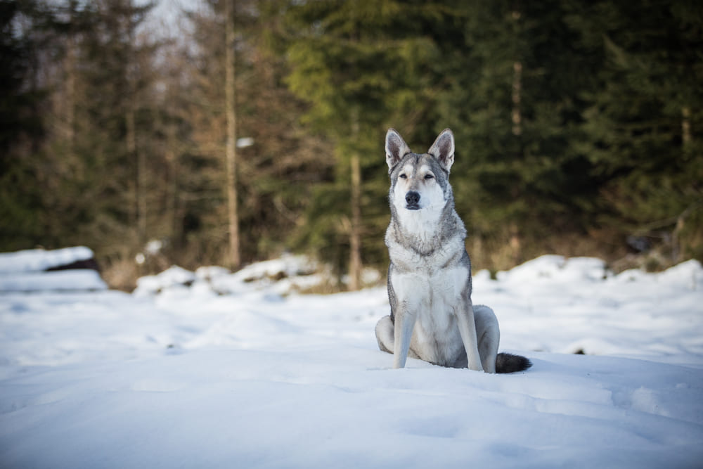 Волчья собака Сарлоса на зимней прогулке