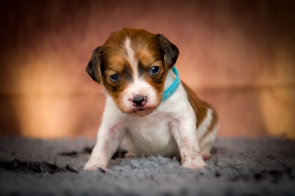 Коикерхондье позирует для фото