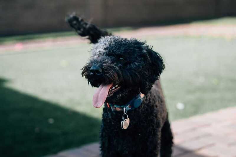 Барбет черного окраса