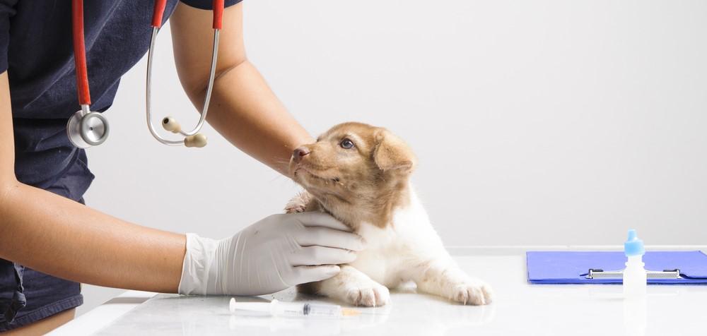 Собака после прививки: сроки карантина, выгул и купание, возможные  осложнения