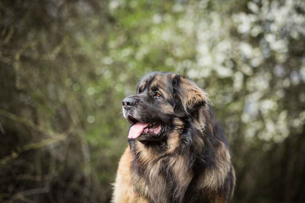 Большой леонбергер