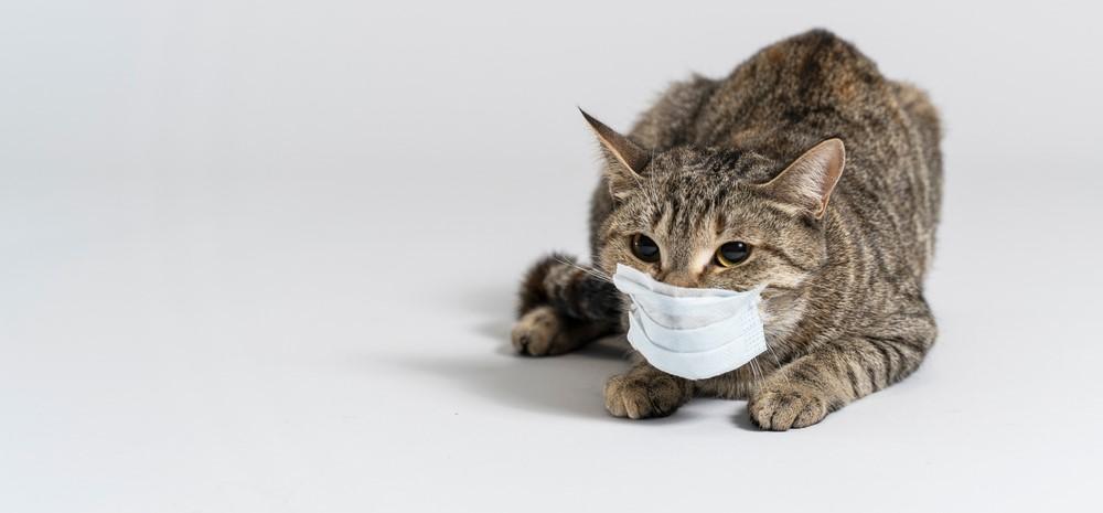 Насморк у кошек: сопли и другие симптомы, возможные инфекции, лечение