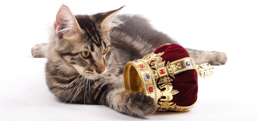 Королевские породы кошек: питомцы правящих людей