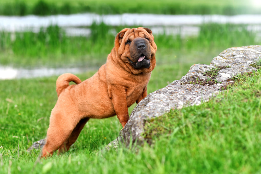 Изображениe — Шарпей рыжего цвета Шарпей рыжего цвета
