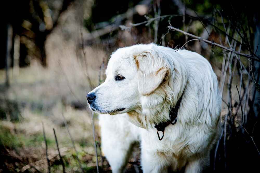 Морда словацкого чувача