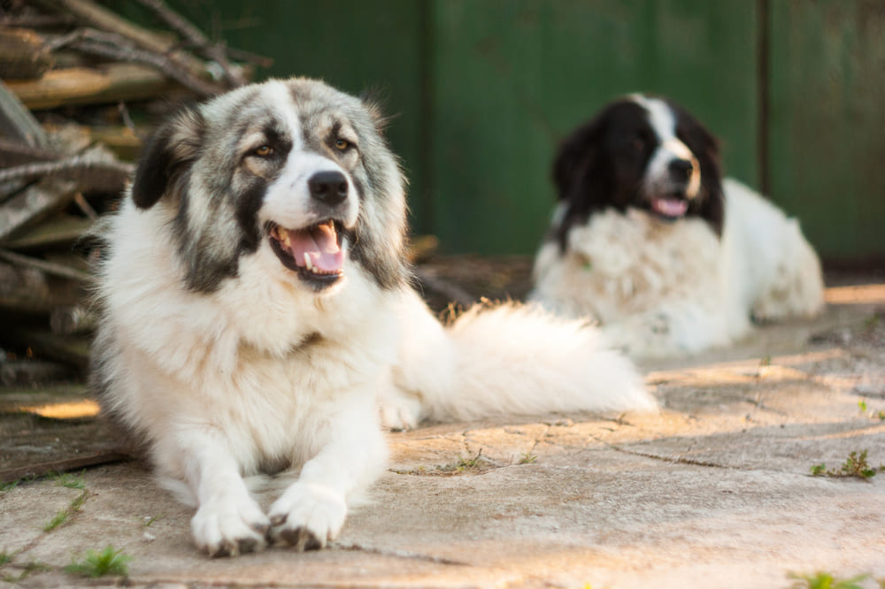 Две болгарские овчарки