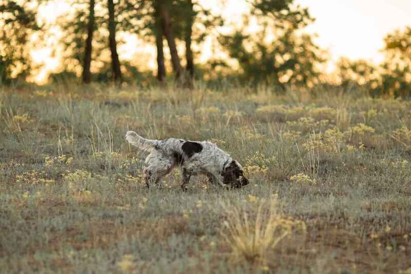 Английский спрингер гуляет