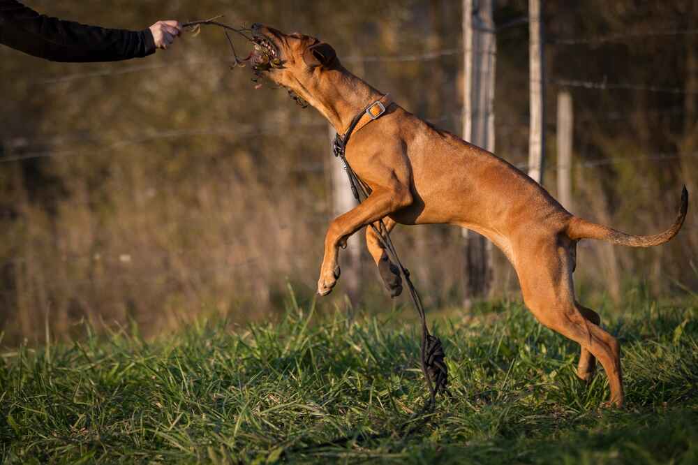 Пятимесячный риджбек