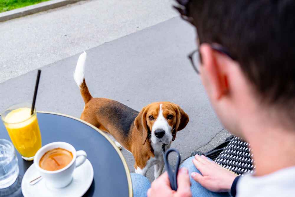 Бигль с владельцем