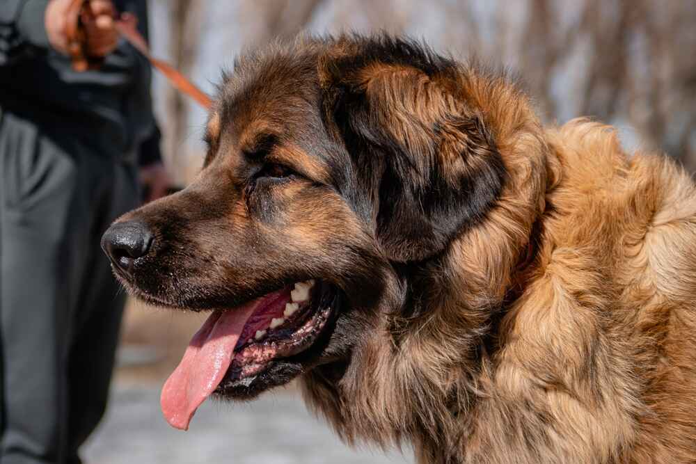 Порода леонбергер