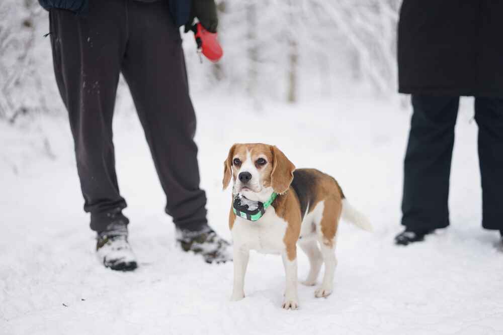 Это порода бигль