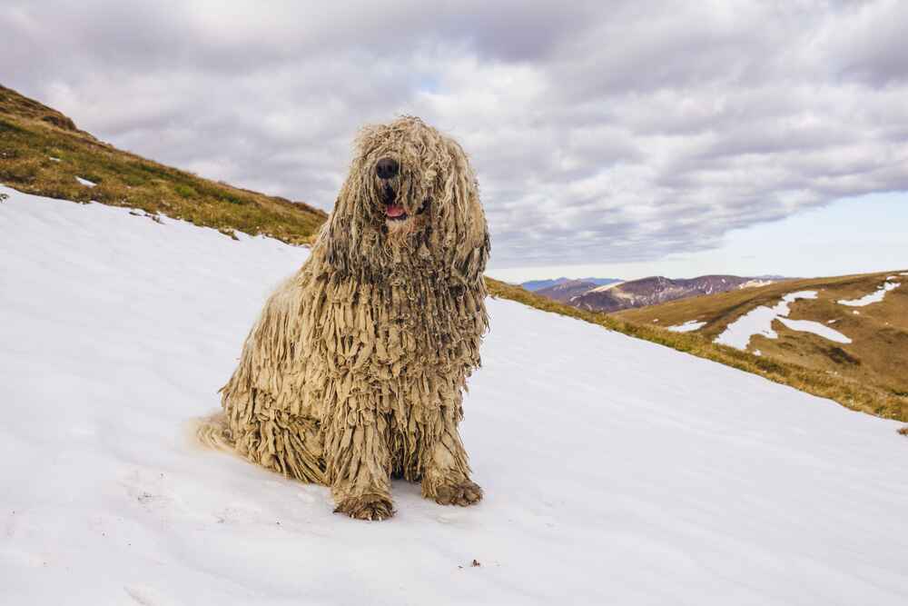 Комондор в горах