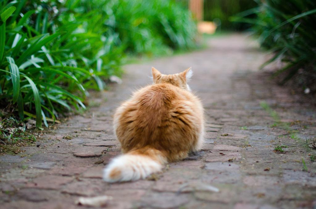 Параанальные железы у кошки: что это и почему они могут воспалиться 