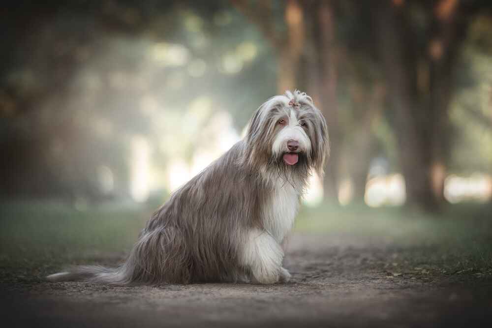 Собака бородач