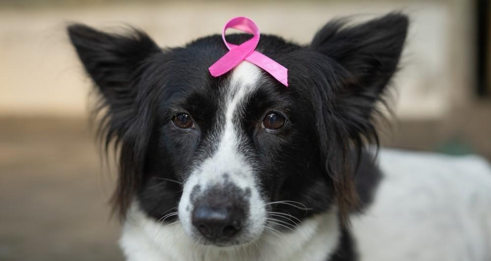 Рак у собаки: лечение и прогнозы