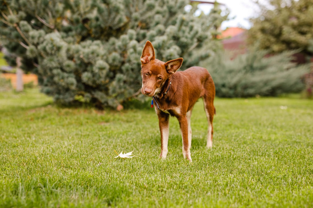 Это порода австралийский келпи