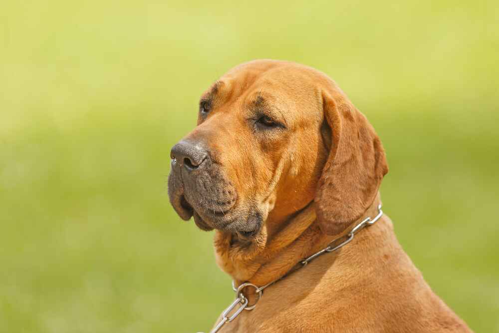 Это бразильский фила