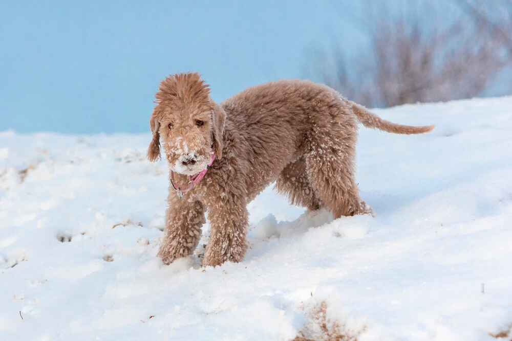 Щенок бедлингтона