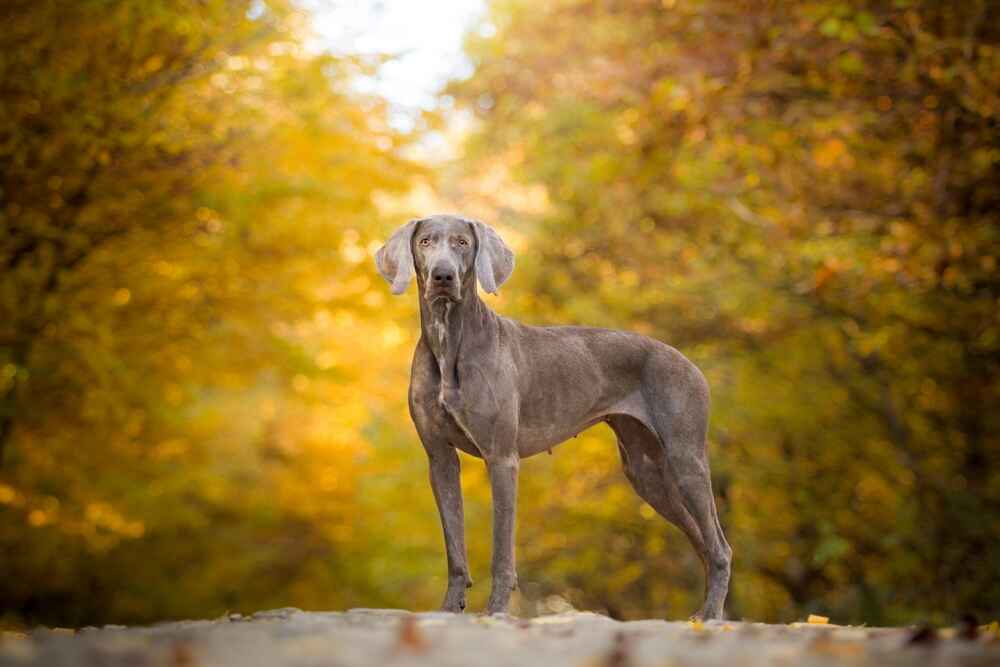 Weimaraner