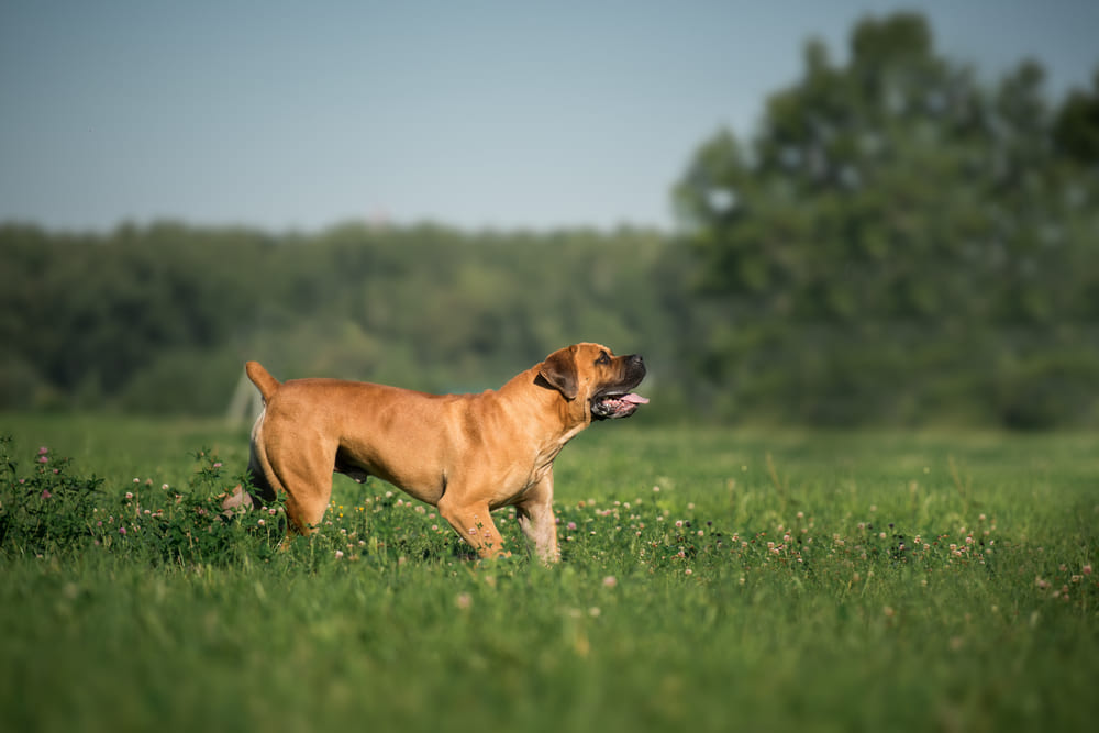 Это порода собак бурбуль
