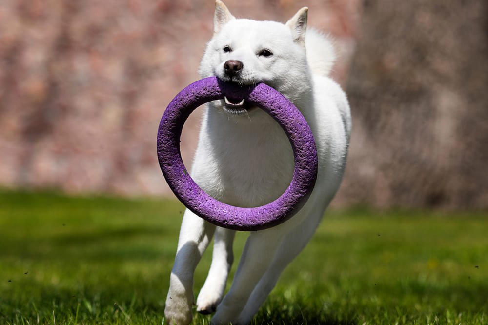 Собака породы хоккайдо играет