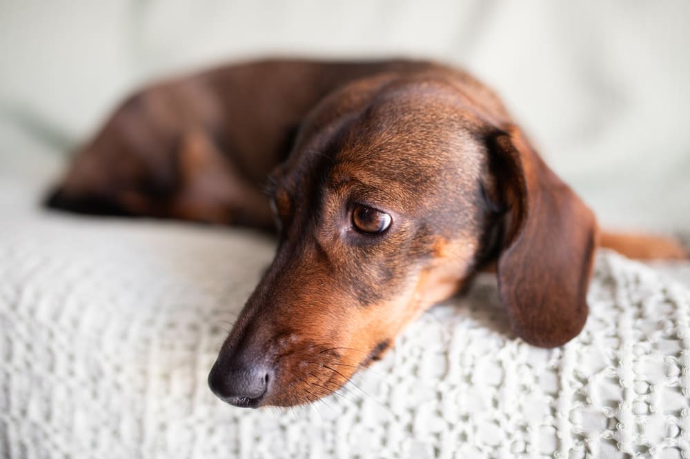 Собака такса отдыхает