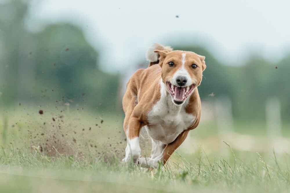 Изображениe — Пятнистая Чирнеко дель Этна Пятнистая Чирнеко дель Этна