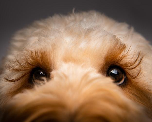 У собаки гноится глаз: 9 возможных причин и план лечения