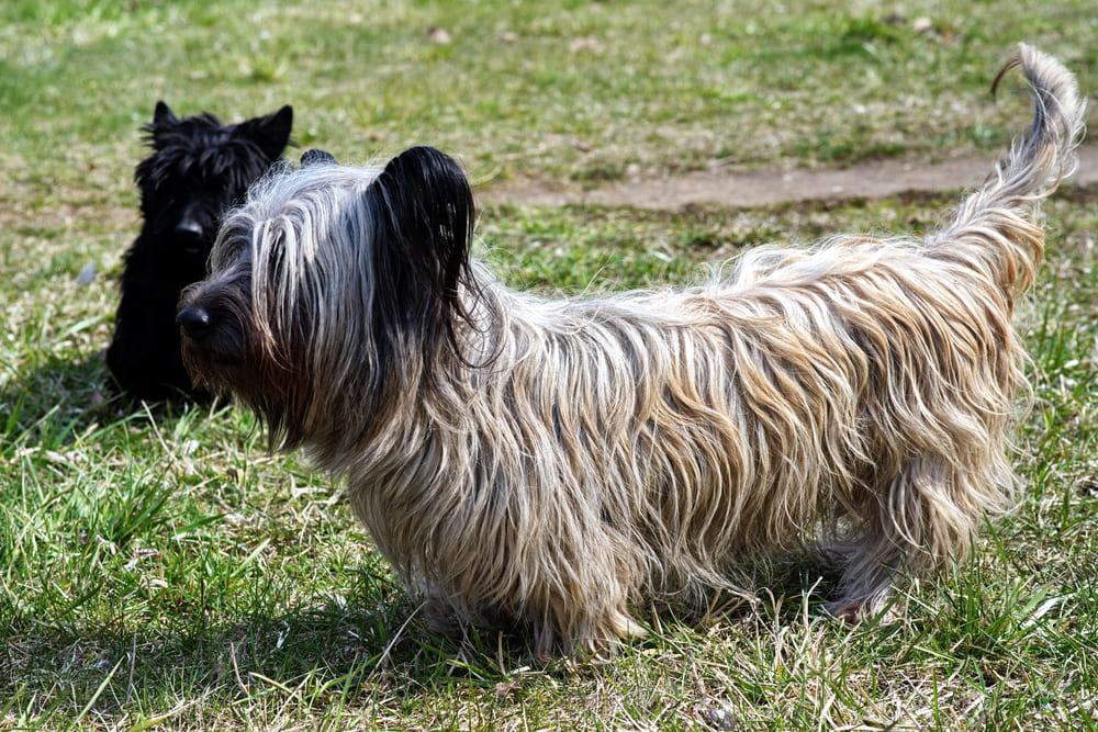 Красивый скайтерьер