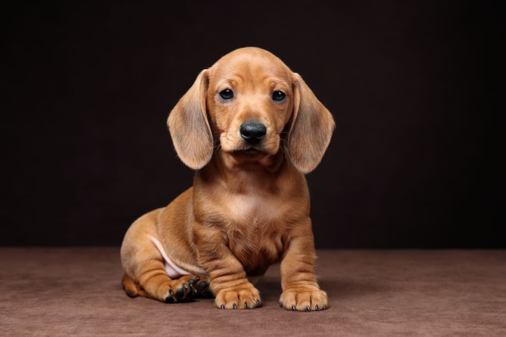 Характеристика собаки таксы есть в стандарте