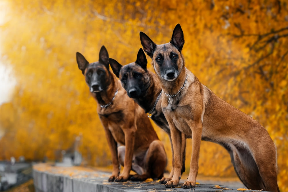 Три бельгийские собаки