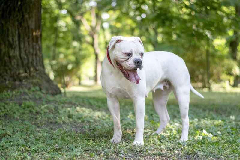Самка американского бульдога