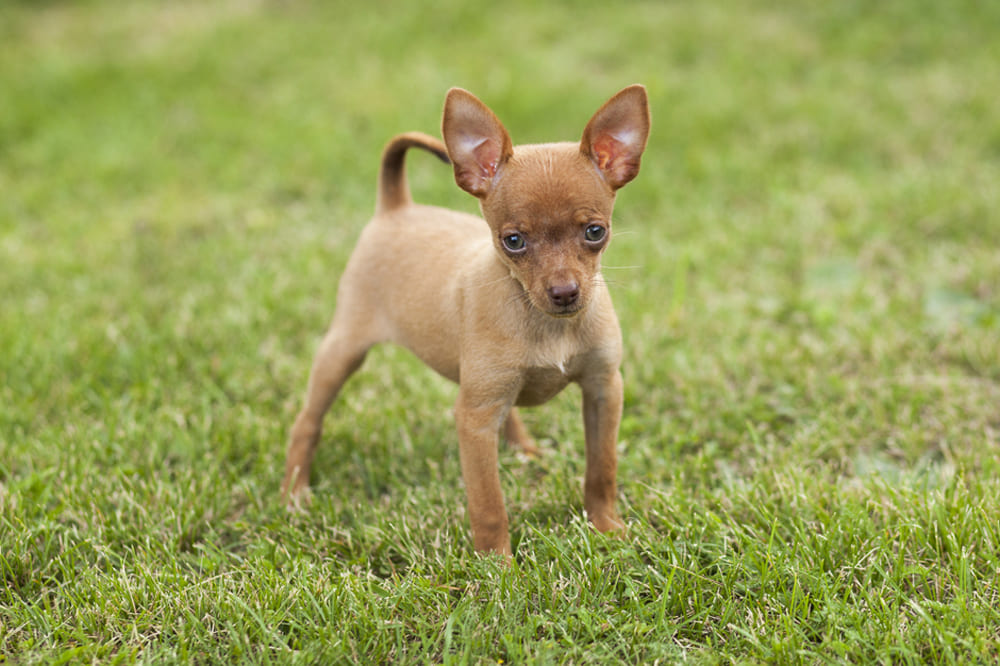 Щенок русского тоя