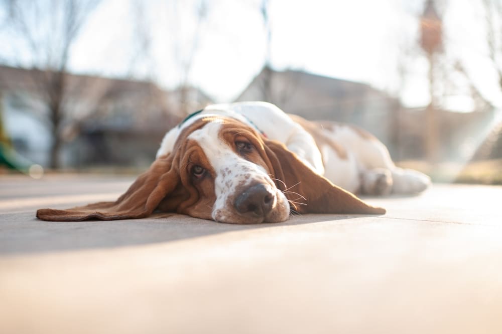 Бассет-хаунд отдыхает