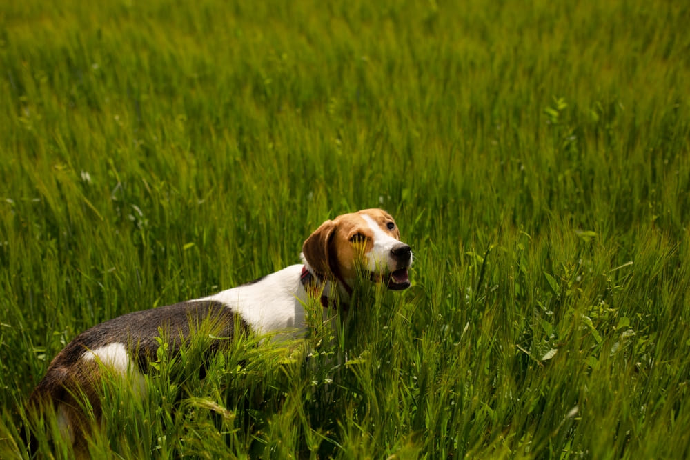 Фоксхаунд в траве