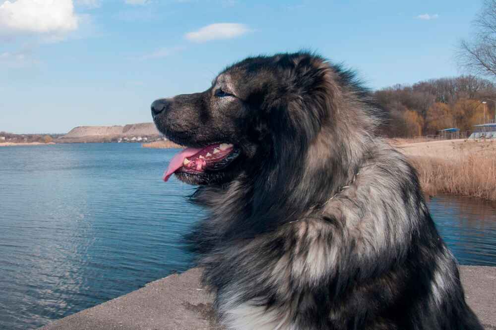 Большая кавказская овчарка
