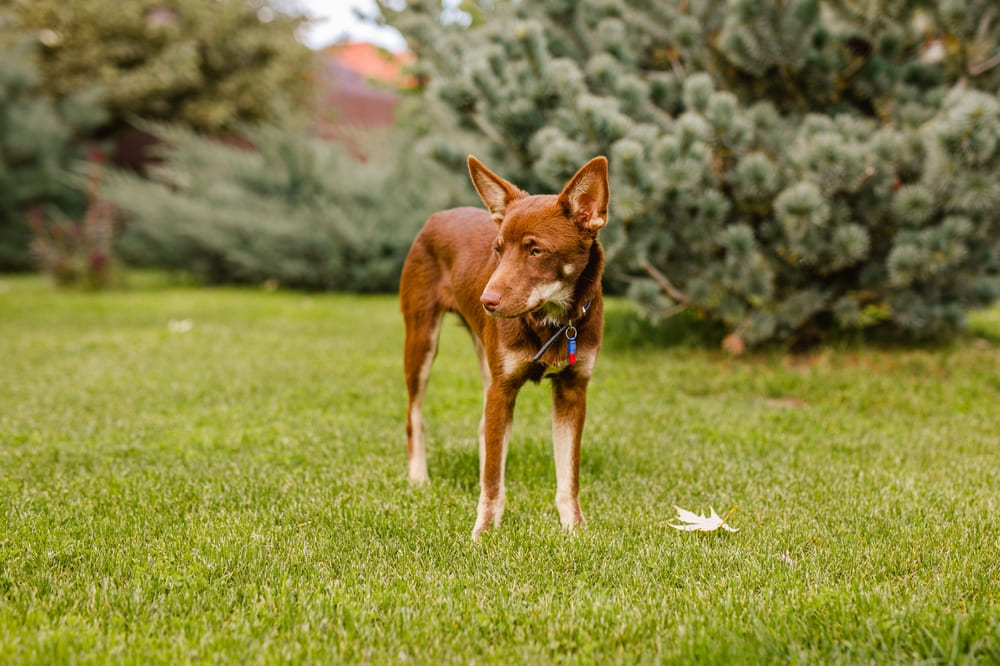 Келпи на газоне