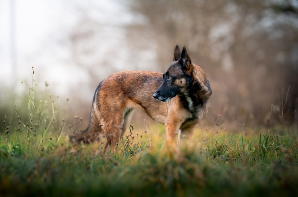 Овчарка малинуа