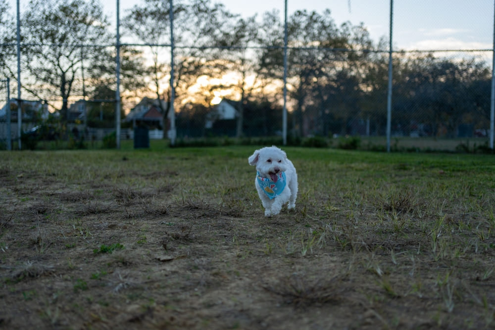 Котон-де-тулеар на прогулке летом