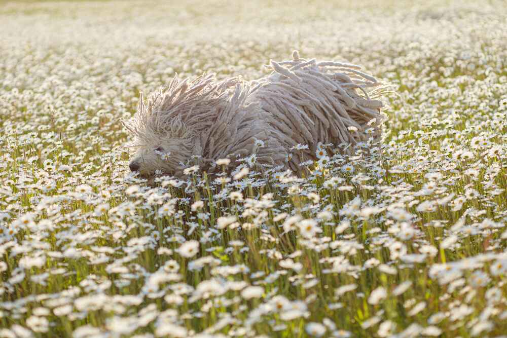 Венгерская овчарка на фото