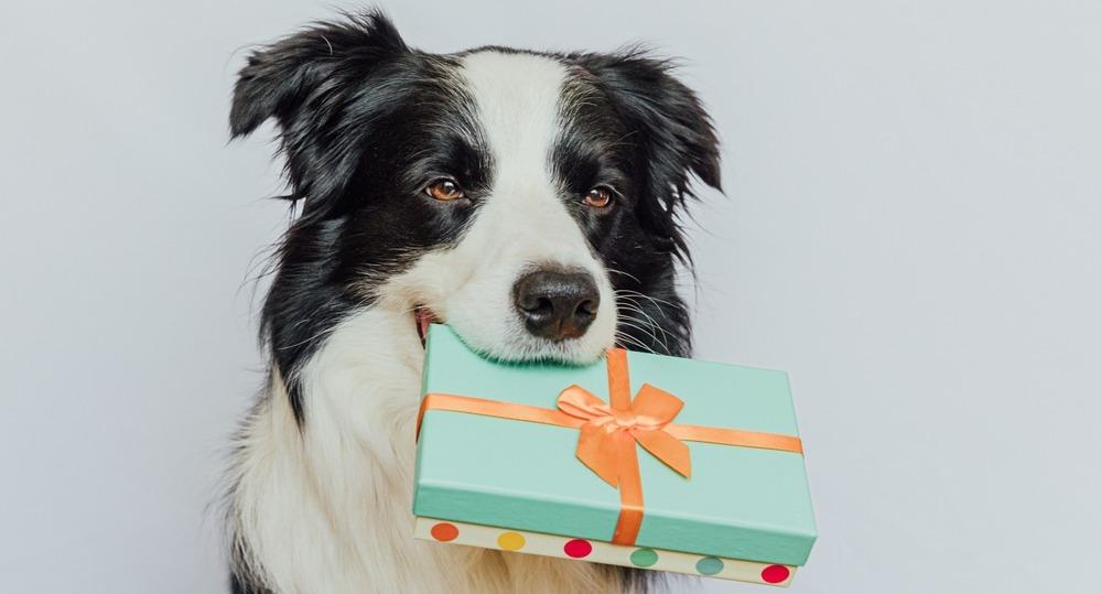 Какой подарок можно сделать собаке: на Новый Год, День рождения и не только