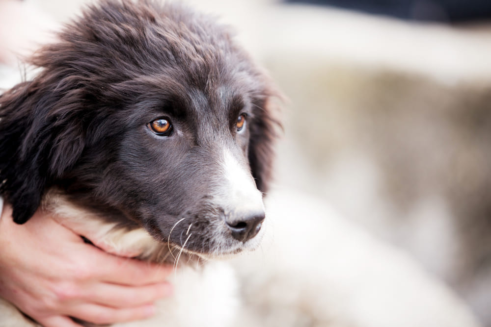 Взрослеющая болгарская овчарка